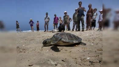 Clínicas veterinarias intentan salvar a las tortugas de las costas de Israel