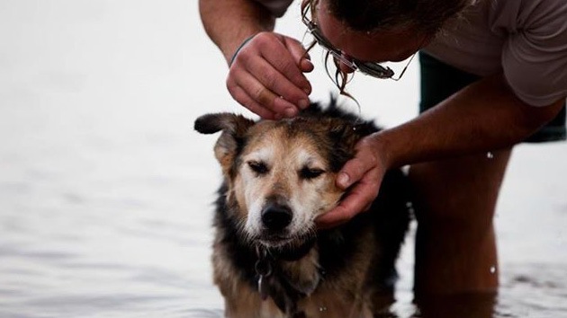Muere Schoep, el perro enfermo que nadaba abrazado por su amo y que emocionó a la Red