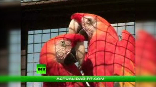 ENCUENTROS CON LA NATURALEZA : EL MUNDO DE LAS AVES