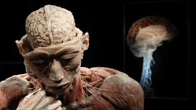 Juventud eterna: hallan una zona del cerebro que no envejece