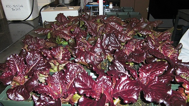 La Nasa planea cultivar vegetales en el espacio
