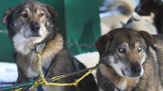 Perro ciego tirador de trineo se convierte en atracción turística en EE.UU.