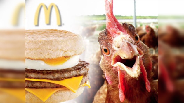 Las aves del McPollo deben morir felices