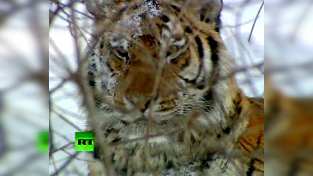 ENCUENTROS CON LA NATURALEZA: CUENTOS DEL TIGRE