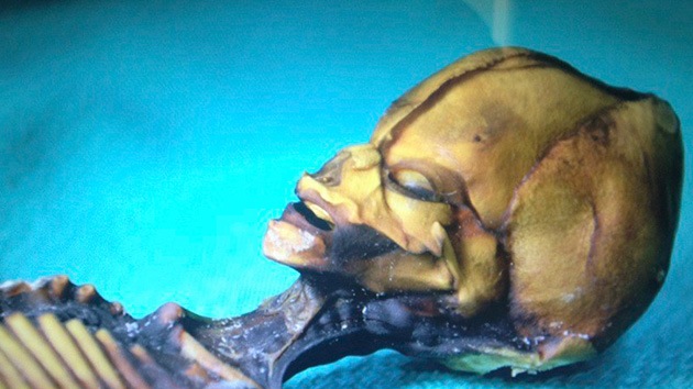 Se busca primo del 'mini alienígena' chileno