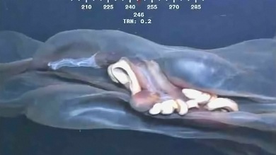 Video: Monstruo no identificado surca los mares