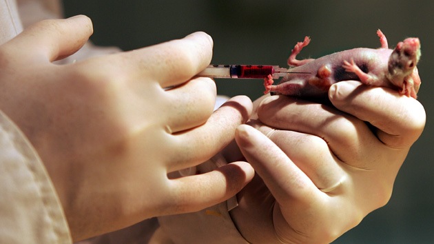 Científicos australianos aseguran haber curado un cáncer de mama en ratones
