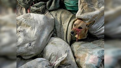 Eurocopa 2012: Ucrania prepara el terreno con un crematorio móvil para perros