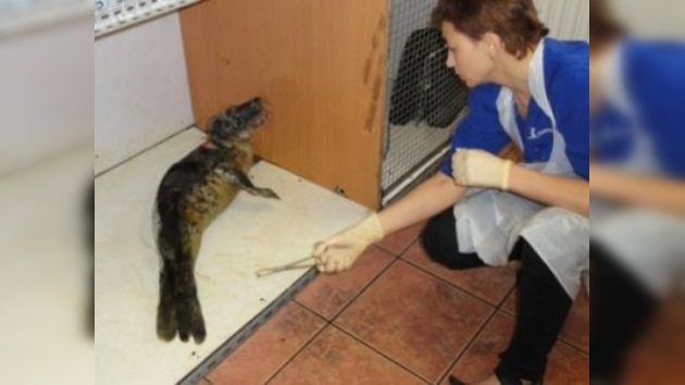 Un cachorro de foca, salvado gracias a las nanotecnologías