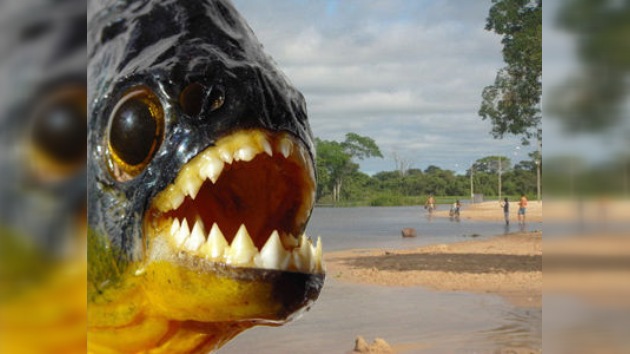 Pirañas atacan a nadadores en el río Paraná