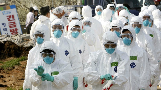 Corea del Sur: Confirman casos de gripe aviar altamente patógena - RT