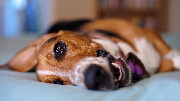 El escándalo de las prostitutas salpica más a los agentes: sus perros defecaron en el hotel