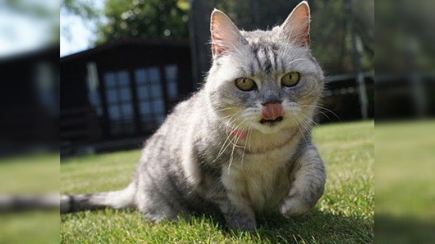 La gata más ruidosa del mundo ronronea a los mismos decibelios que una aspiradora