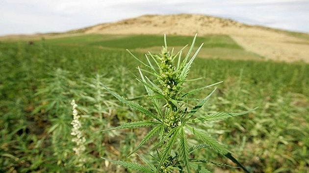 Marruecos se plantea legalizar la marihuana