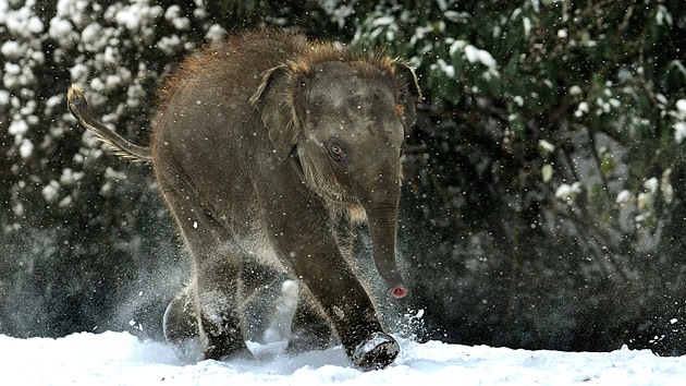 Nace el mamut enano para la ciencia