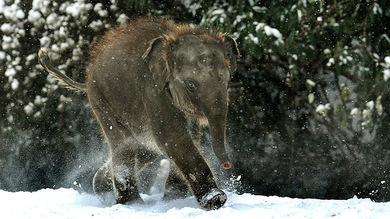 Nace el mamut enano para la ciencia