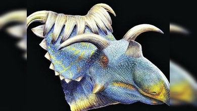 Descubierto el dinosaurio más ‘cornudo’