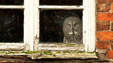 Gandalf, la lechuza triste que teme volar