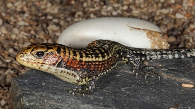 Video: Un pariente de los dinosaurios nace en el zoológico de Moscú