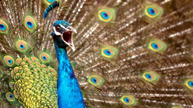 Acusan a un estadounidense de abusar sexualmente de su pavo real