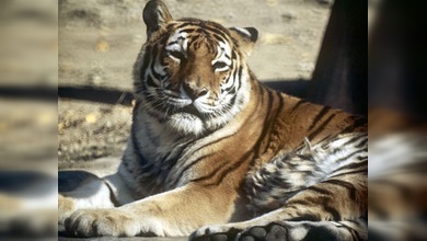 La policía rusa evita un intento de contrabando de huesos de tigre de Amur