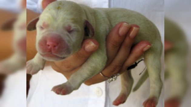 En Brasil nació un cachorro de labrador con pelaje verde