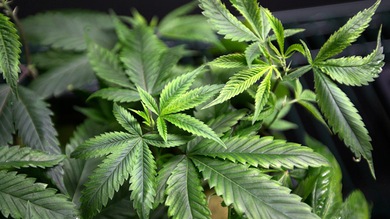 Revelan cómo detiene el cáncer la marihuana