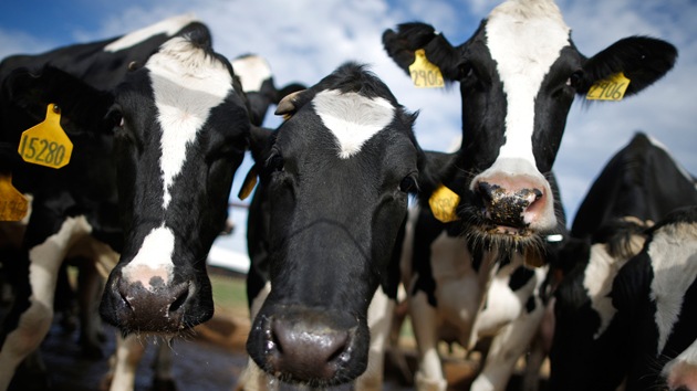 Así justifica la clonación la compañía de EE.UU. que vende 100 vacas clonadas al año