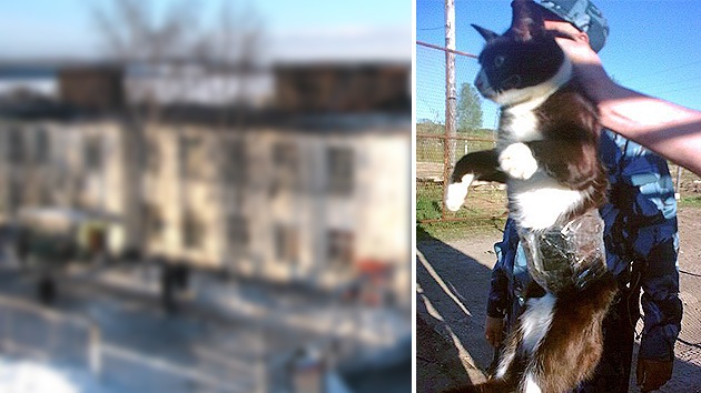 Rusia: 'Detienen' a un gato contrabandista que pretendía ingresar celulares a una cárcel