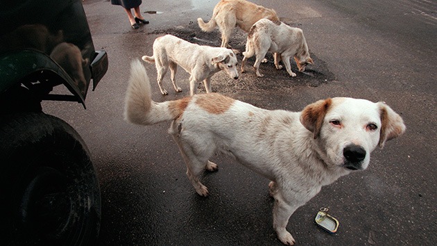 Argentina: Perros callejeros salvan a una niña de 12 años de las garras de un violador