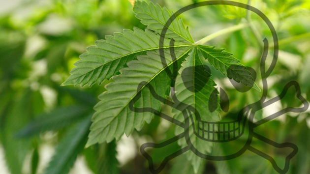 Científicos alemanes aseguran haber detectado dos muertes por marihuana