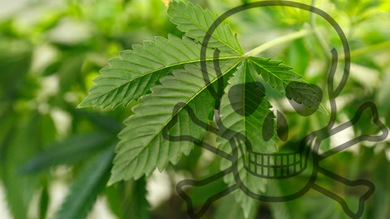 Científicos alemanes aseguran haber detectado dos muertes por marihuana