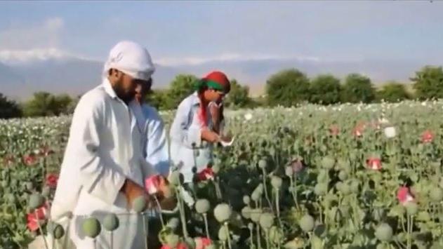 Afghanistan: USA rein – Opiumproduktion hoch