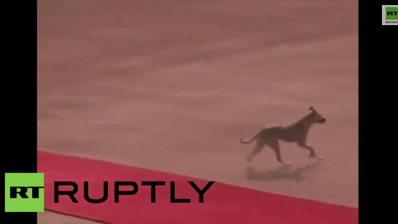Tierischer Attentäter? Streunender Hund auf Obamas rotem Teppich