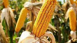 Monsanto-Lobby erfolgreich: USA üben Druck auf Costa Rica aus wegen Moratorium für Gen-Nahrung