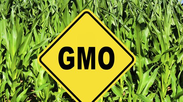 Schottland will Anbau von GMO-Saatgut verbieten