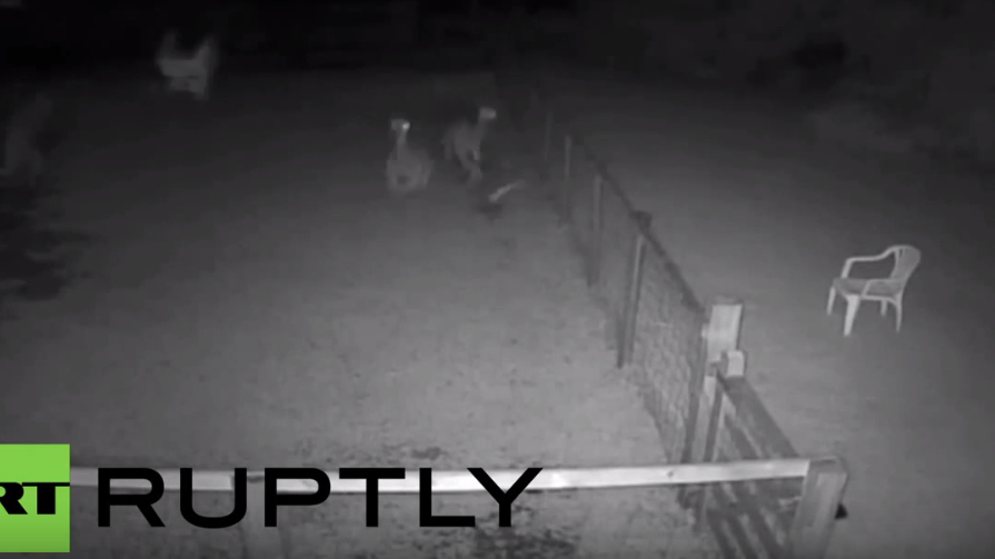 England: Polizei veröffentlicht Tierquäler-Video