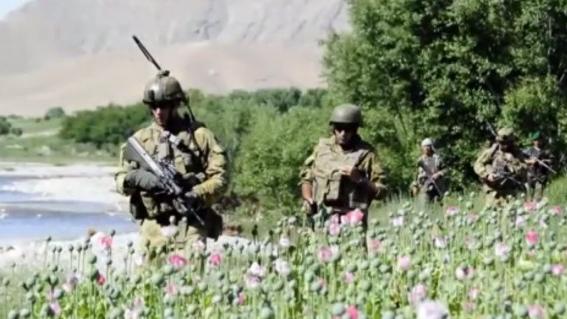 Gerüchte halten sich: CIA hilft beim Opium-Export aus Afghanistan
