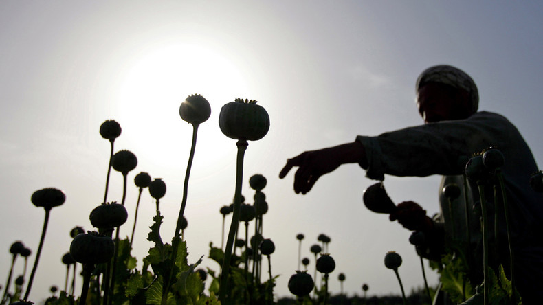 Russische Anti-Drogen-Behörde: Afghanisches Opium wird in türkischen Laboren zu Heroin für Europa