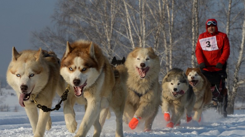 Bilderstrecke: Husky-Schlittenhund-Festival in Nowosibirsk
