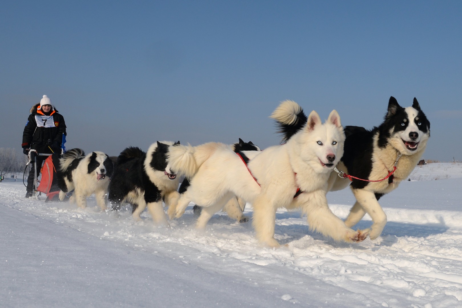 Bilderstrecke: Husky-Schlittenhund-Festival in Nowosibirsk