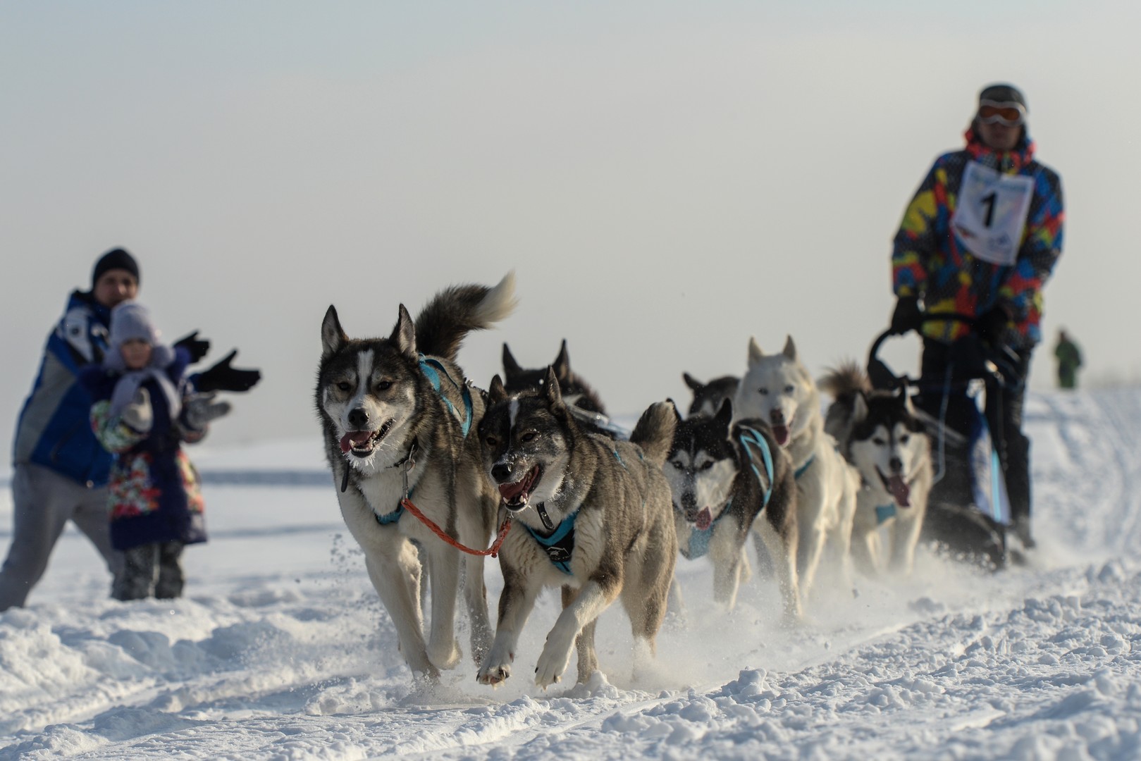 Bilderstrecke: Husky-Schlittenhund-Festival in Nowosibirsk