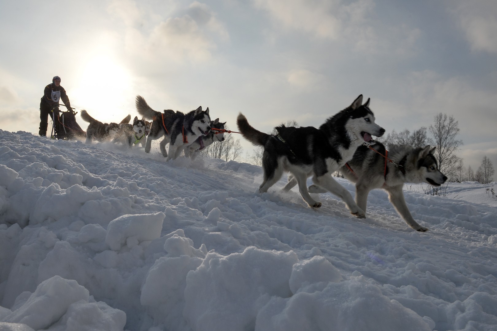 Bilderstrecke: Husky-Schlittenhund-Festival in Nowosibirsk