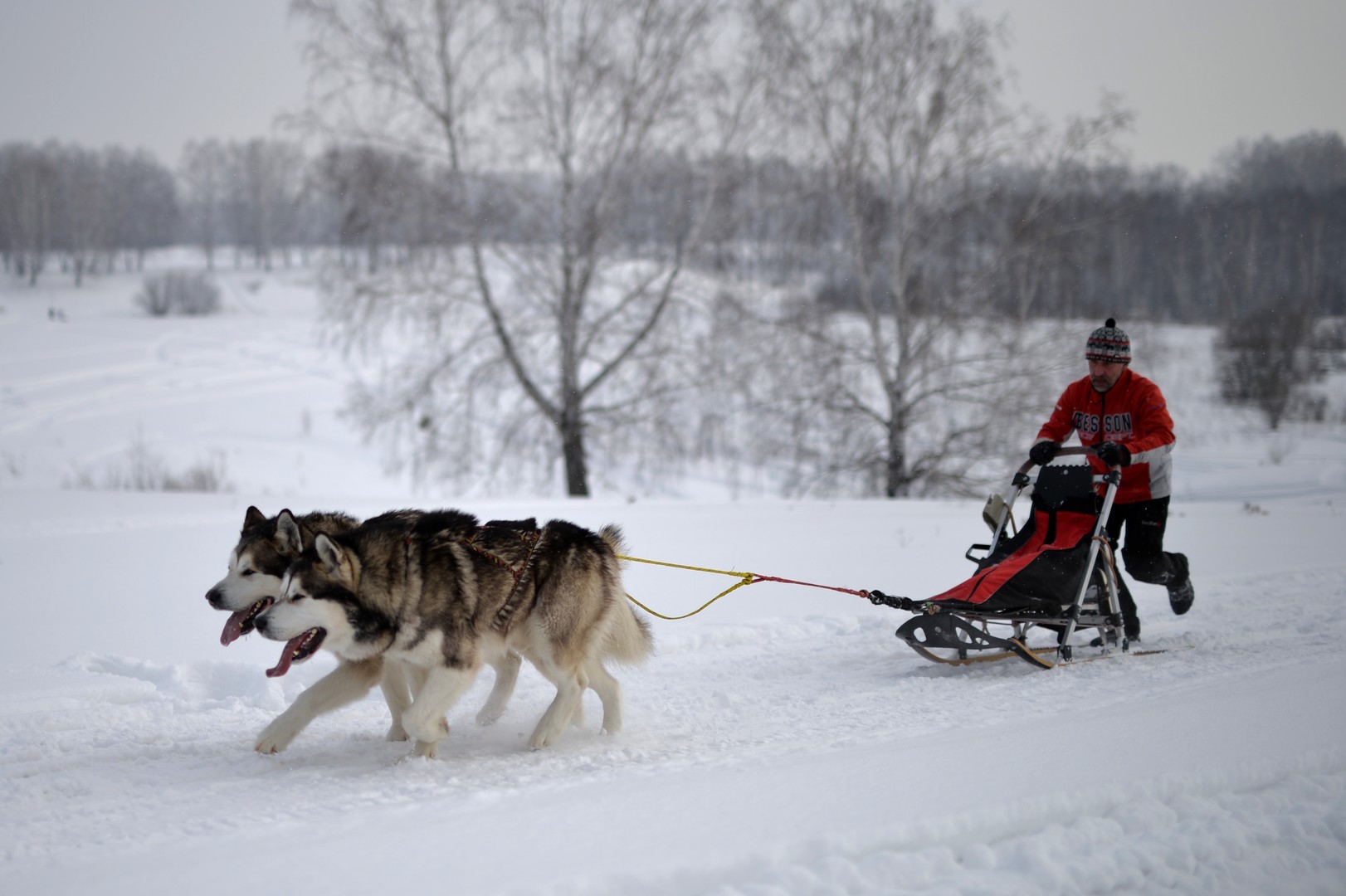Bilderstrecke: Husky-Schlittenhund-Festival in Nowosibirsk