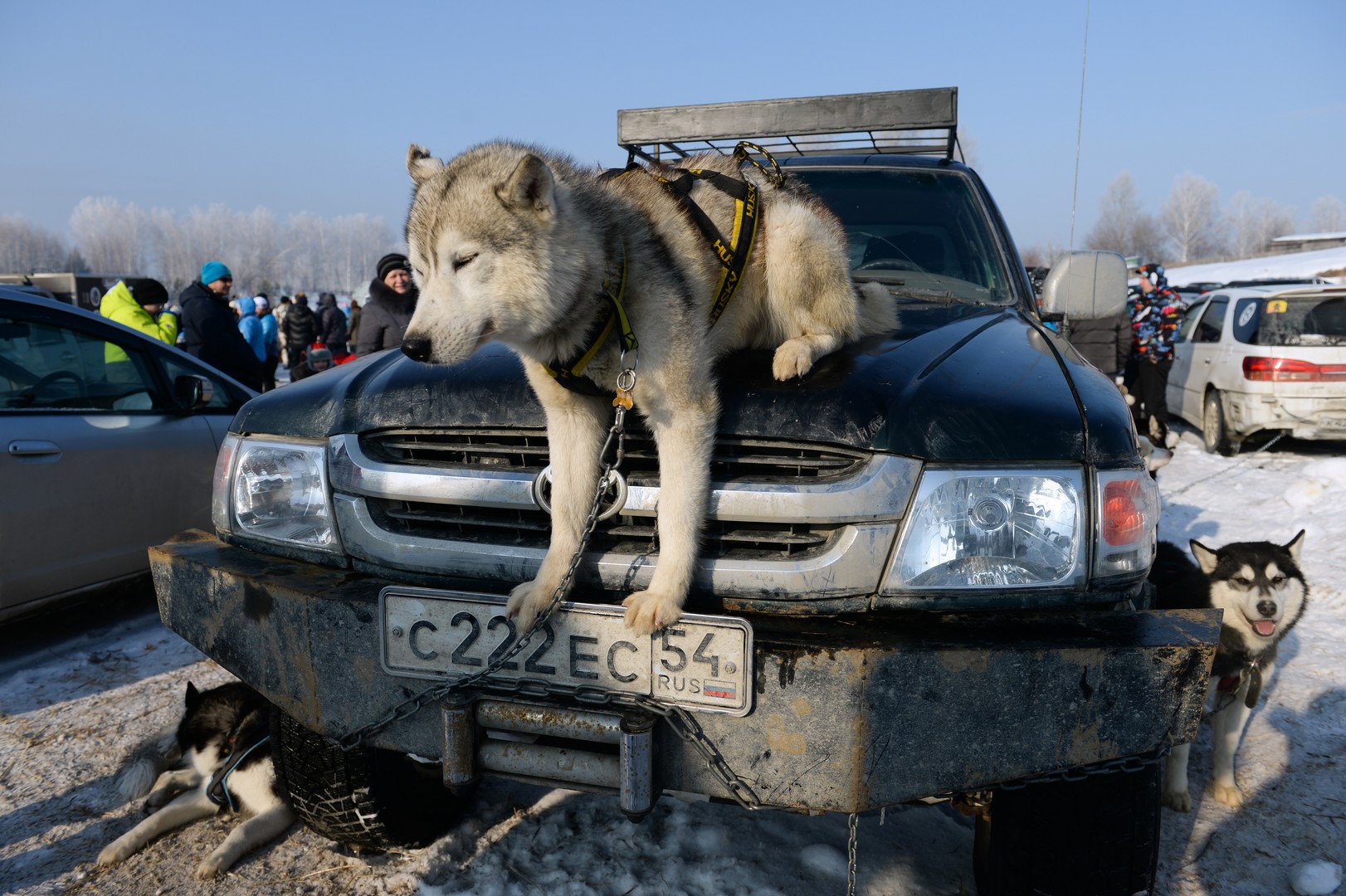 Bilderstrecke: Husky-Schlittenhund-Festival in Nowosibirsk