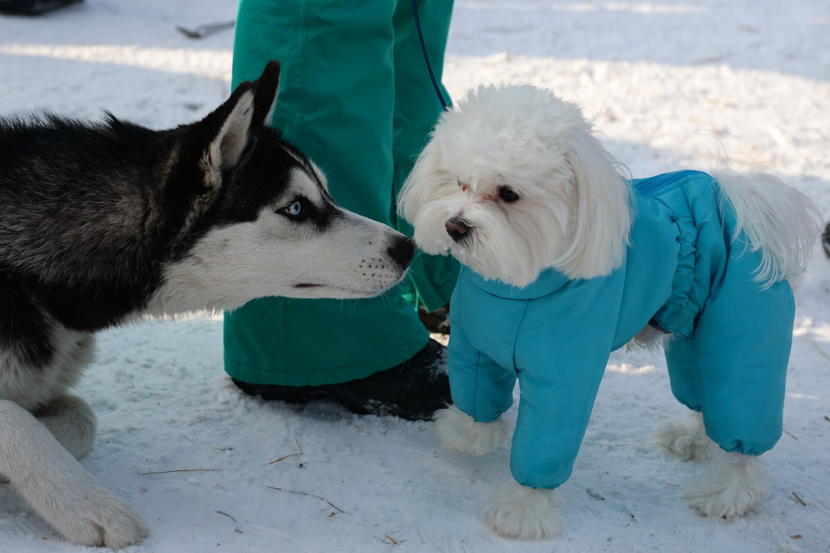 Bilderstrecke: Husky-Schlittenhund-Festival in Nowosibirsk