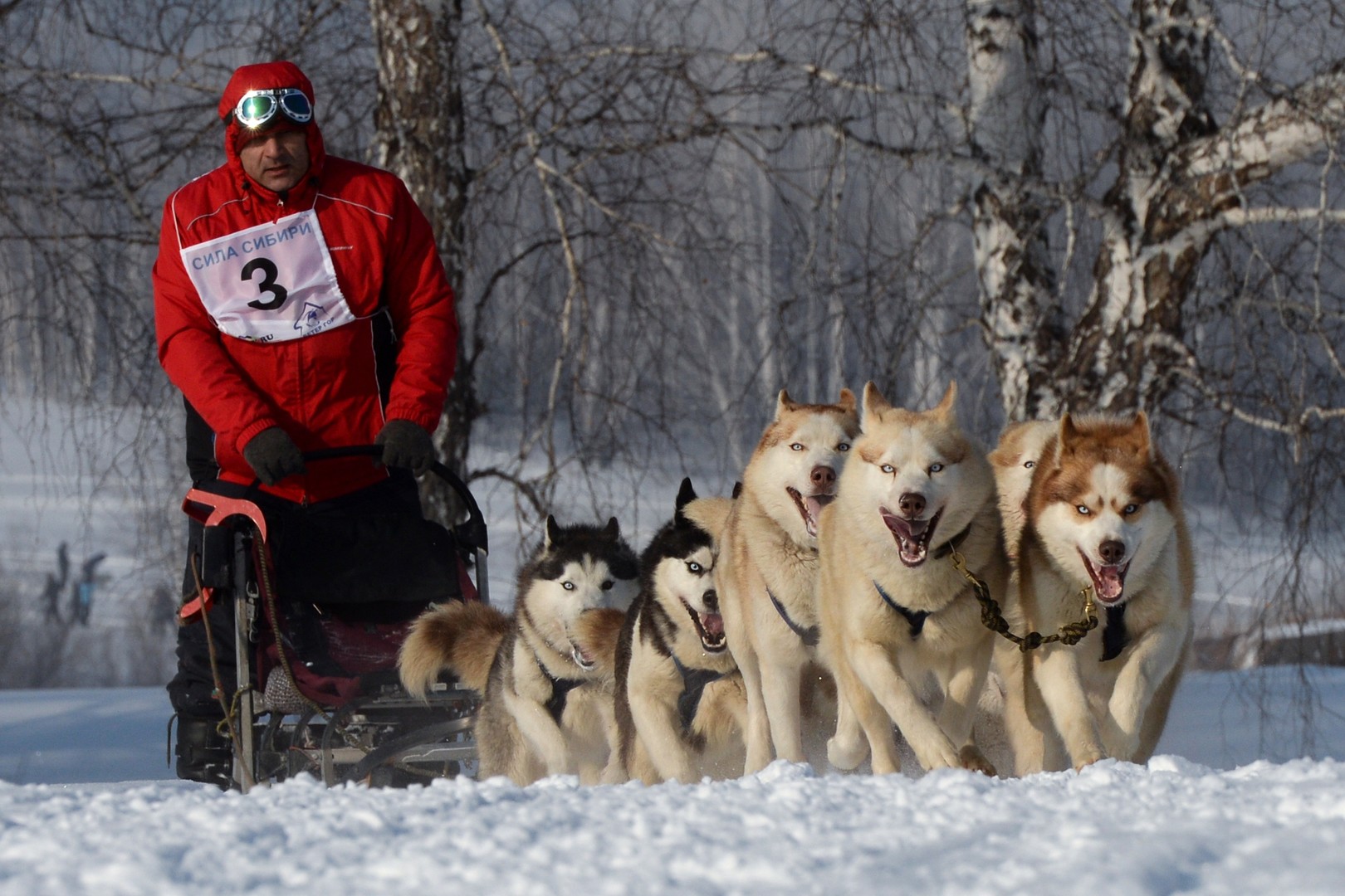 Bilderstrecke: Husky-Schlittenhund-Festival in Nowosibirsk