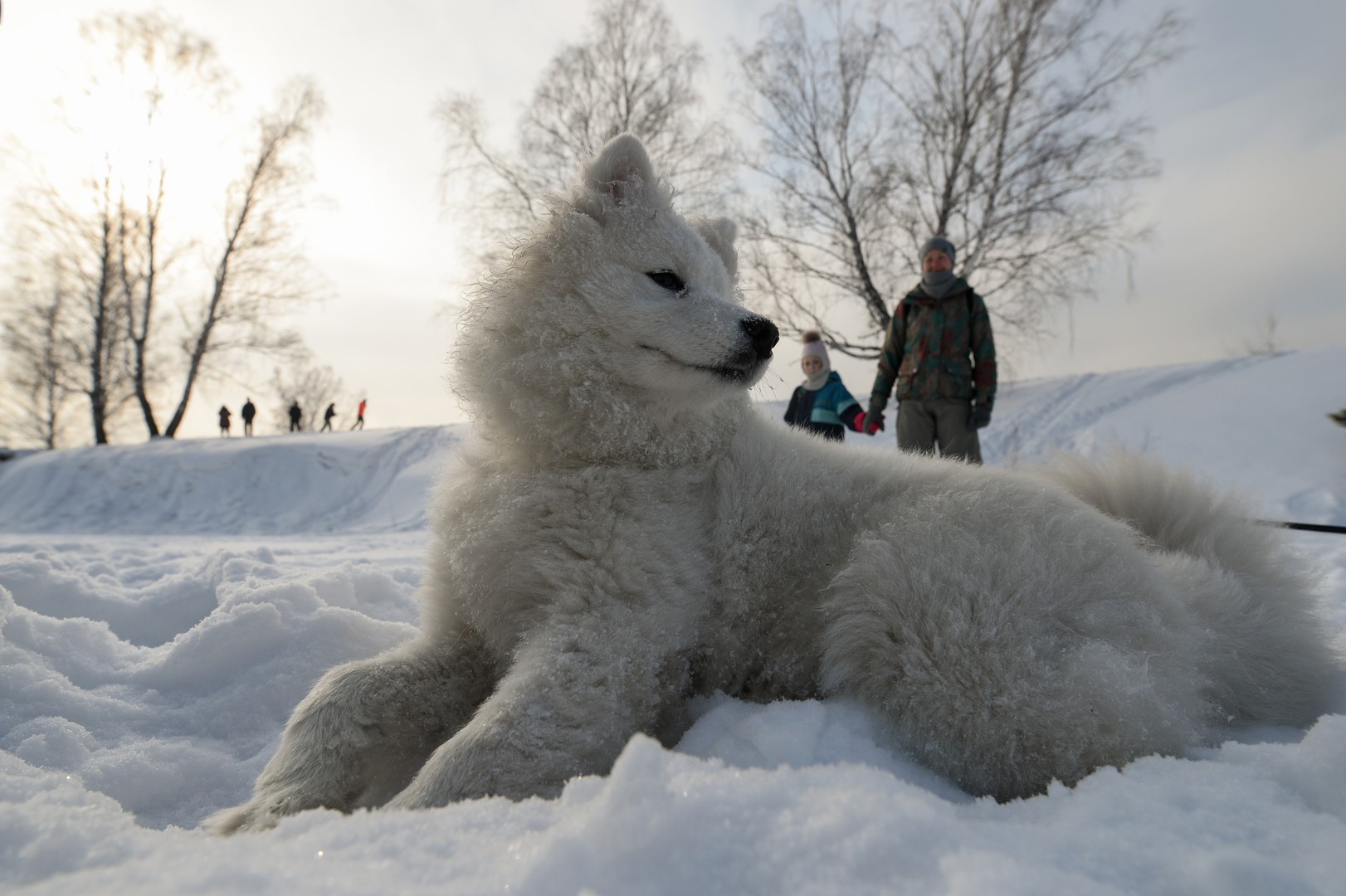 Bilderstrecke: Husky-Schlittenhund-Festival in Nowosibirsk