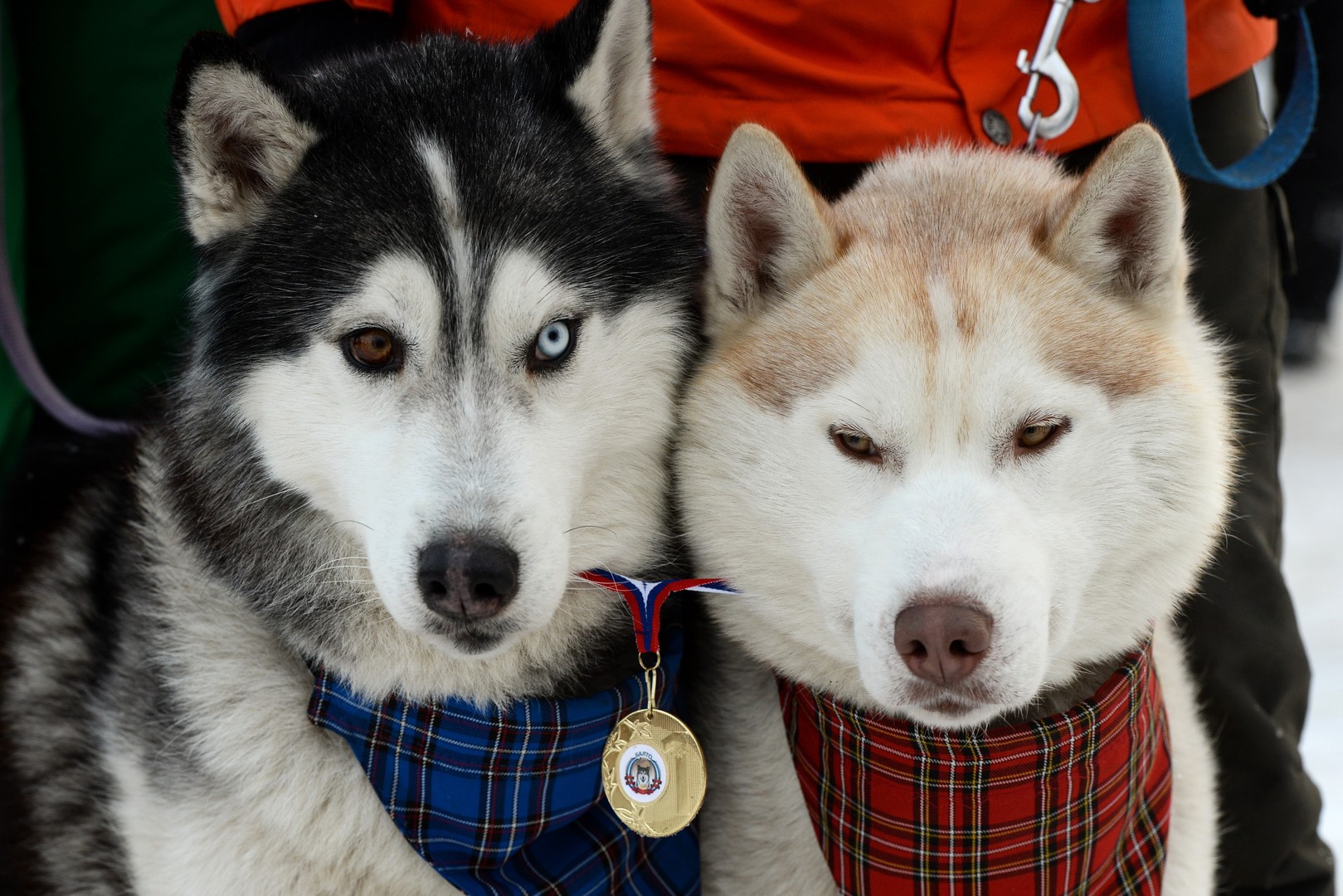Bilderstrecke: Husky-Schlittenhund-Festival in Nowosibirsk