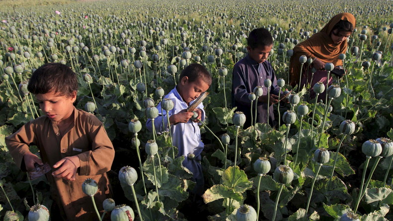 US-Kongress: „Die Drogenbekämpfung in Afghanistan ist gescheitert“